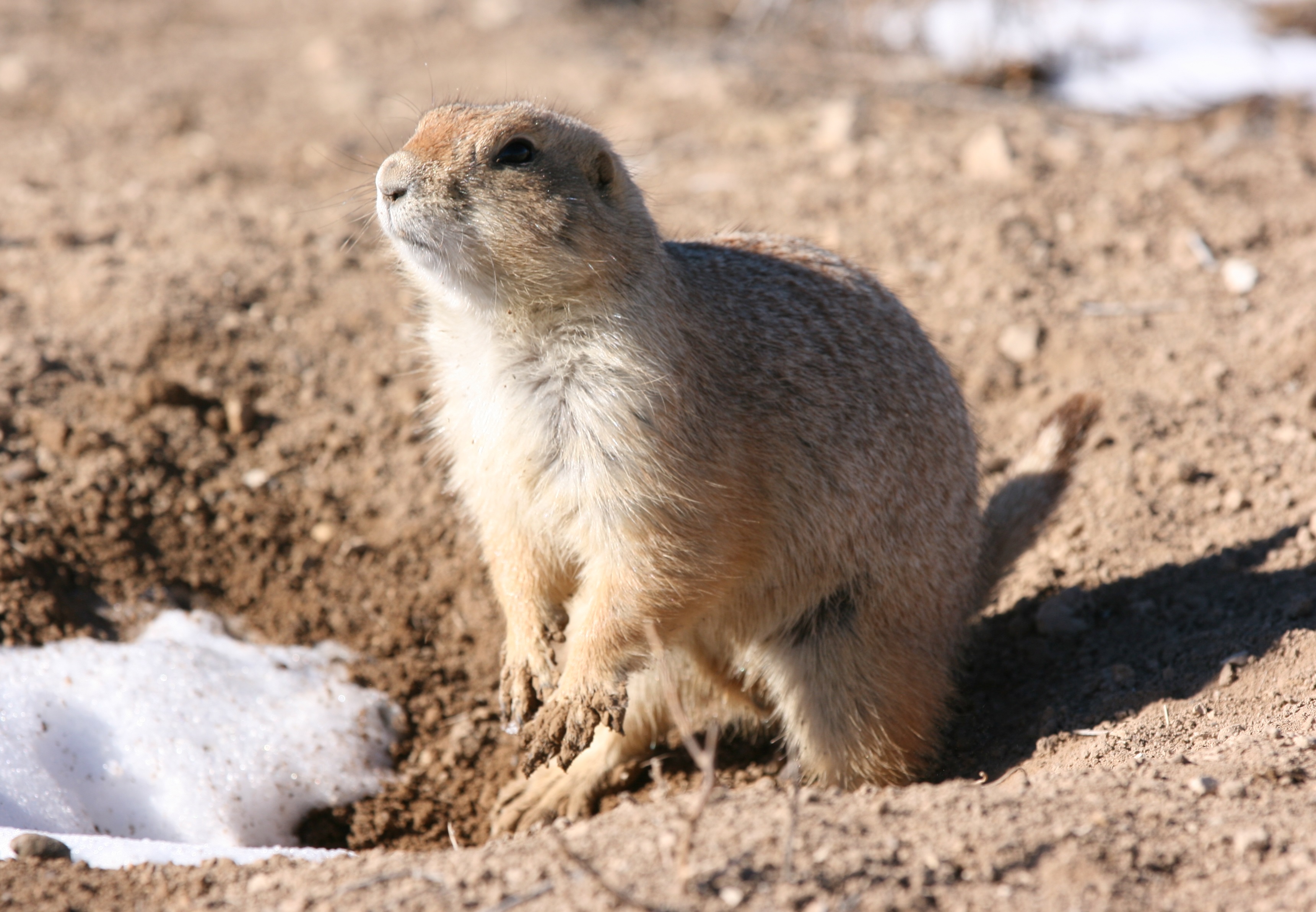 PCMS Wildlife Photos - Fort Carson - iSportsman